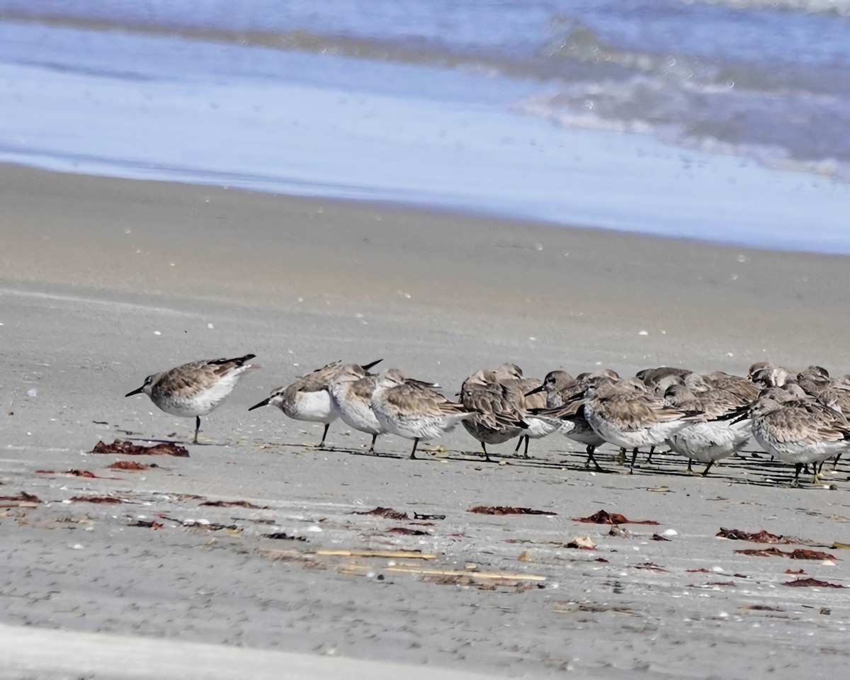 Red Knot - ML616695387