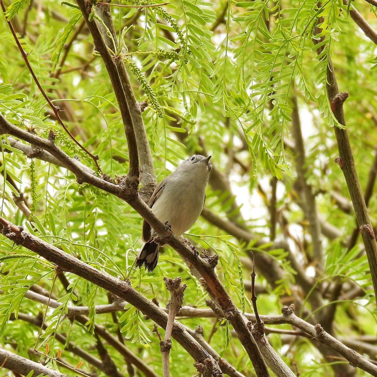 Black-tailed Gnatcatcher - ML616695389