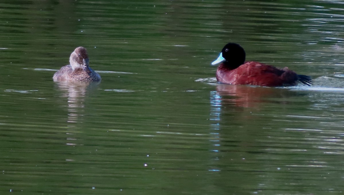 Blue-billed Duck - ML616695475