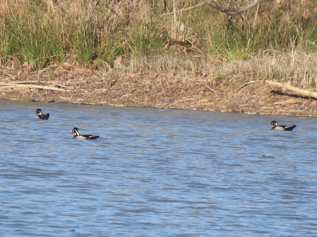 Wood Duck - ML616695476