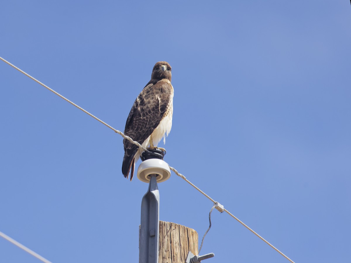 Red-tailed Hawk (calurus/alascensis) - ML616695477