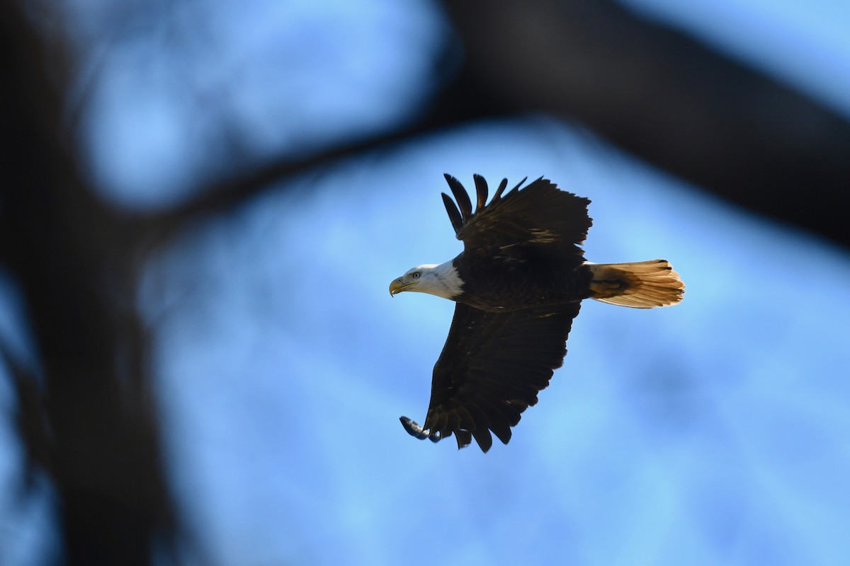 Bald Eagle - joe demko