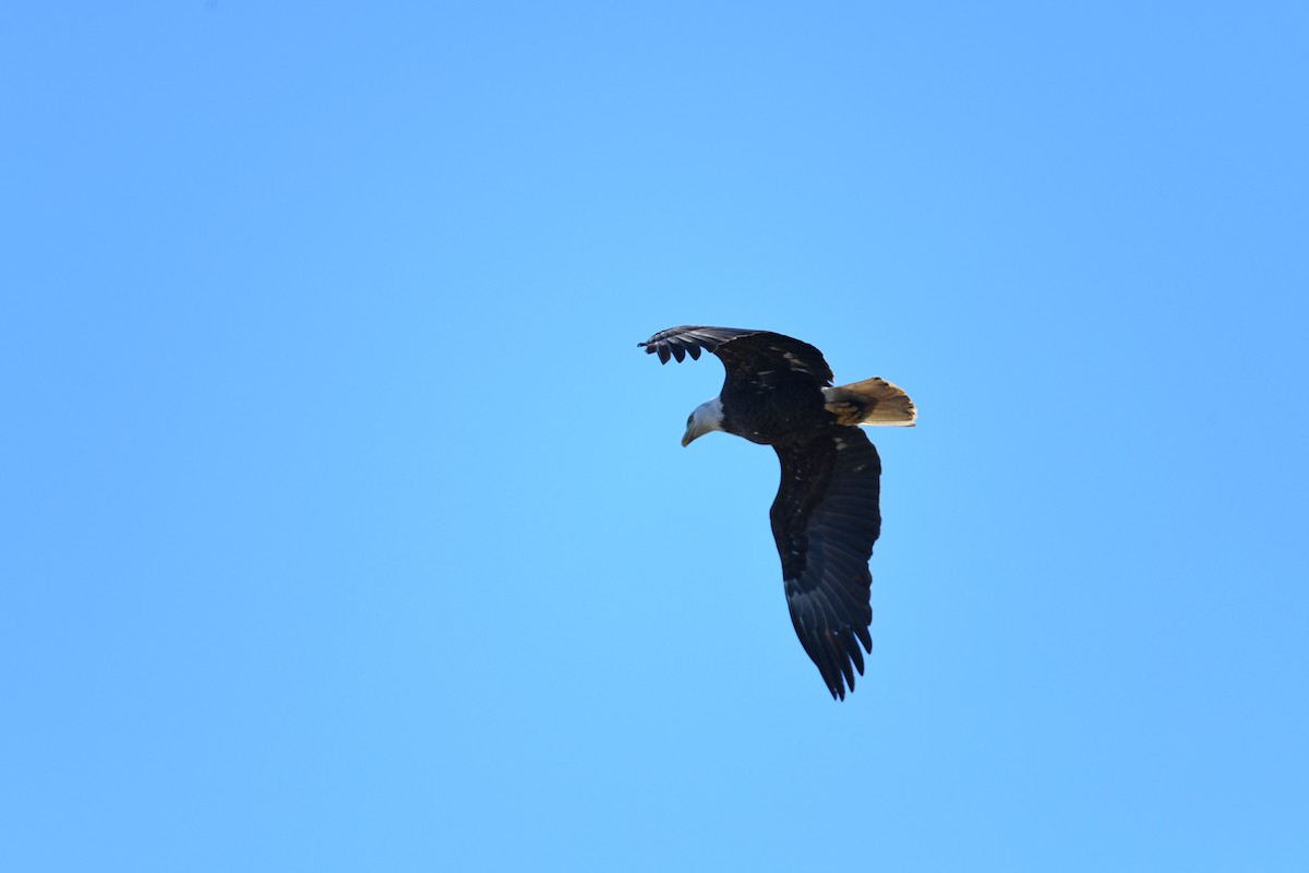 Bald Eagle - joe demko