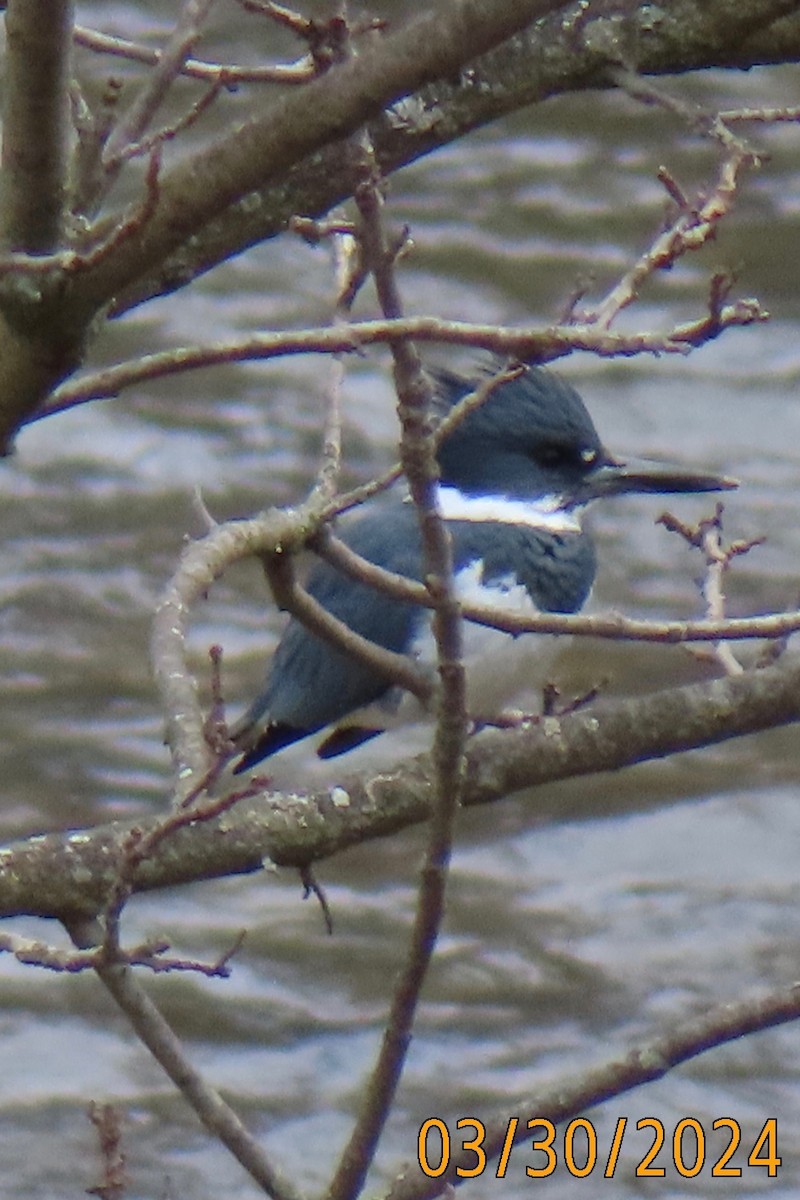 Belted Kingfisher - ML616695536