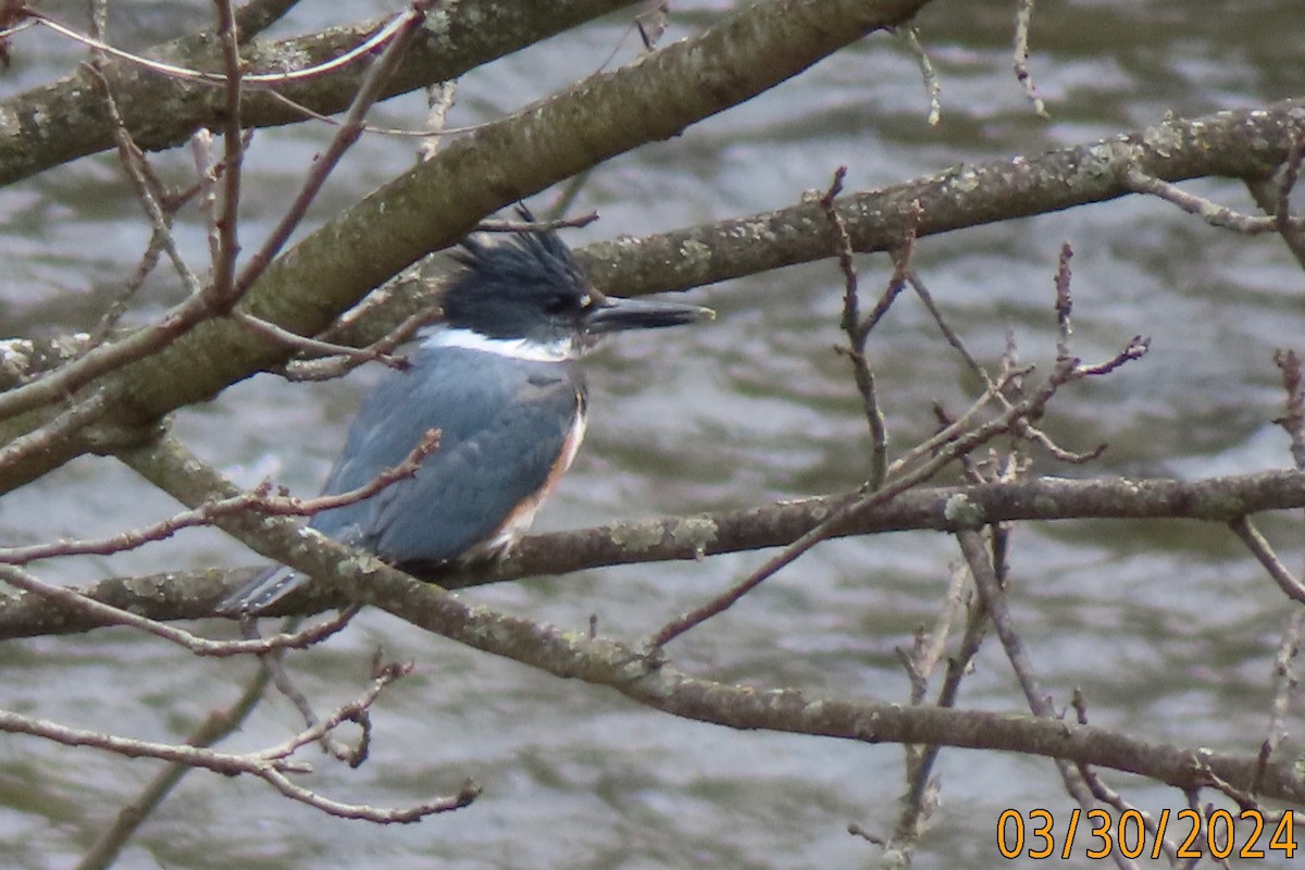 Martin-pêcheur d'Amérique - ML616695537