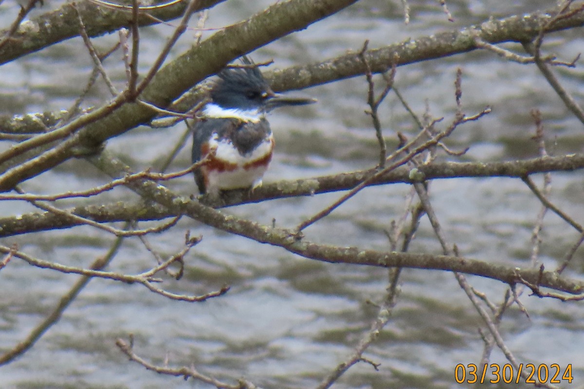 Belted Kingfisher - ML616695538