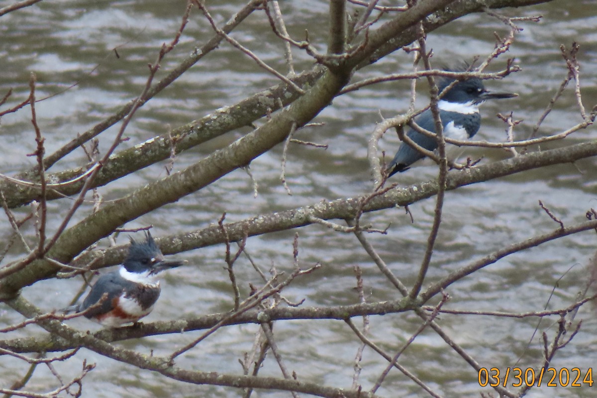 Belted Kingfisher - ML616695539