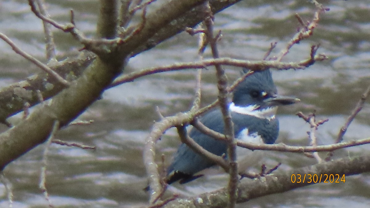 Belted Kingfisher - ML616695540