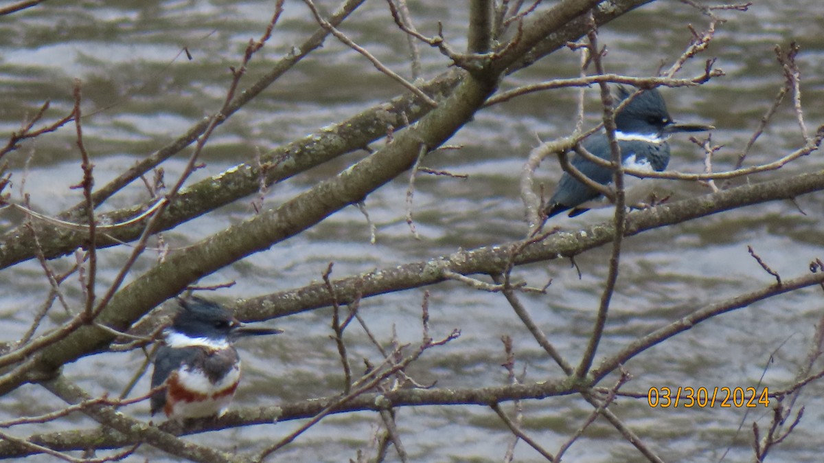 Belted Kingfisher - ML616695541