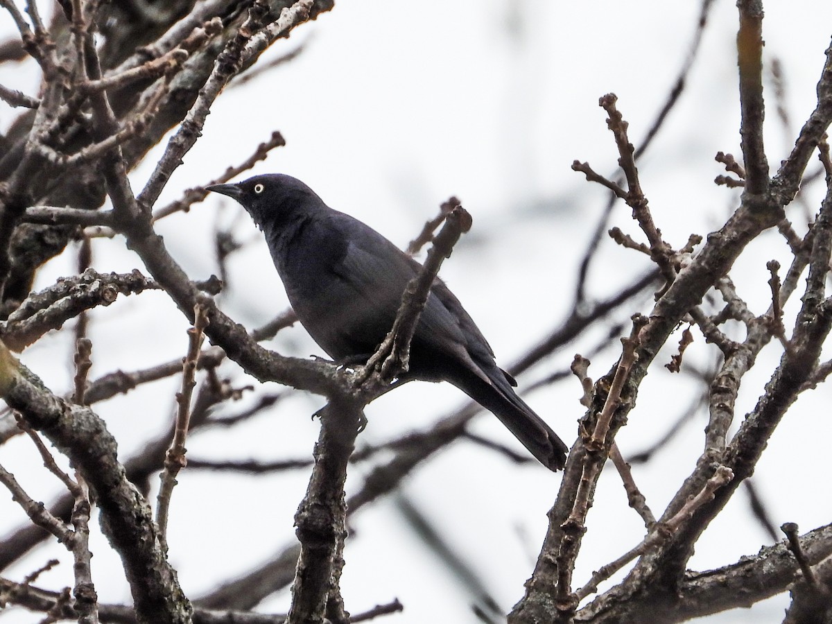 Rusty Blackbird - ML616695565