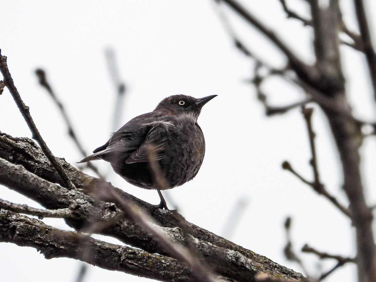 Rusty Blackbird - ML616695566