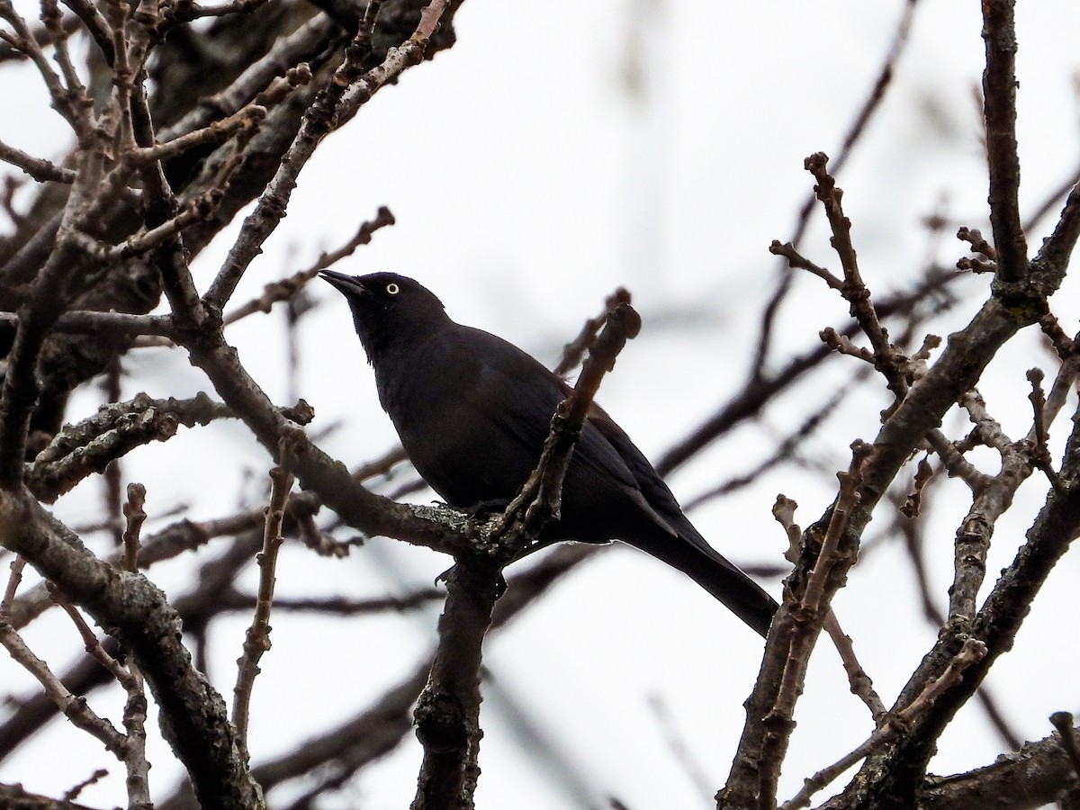 Rusty Blackbird - ML616695568