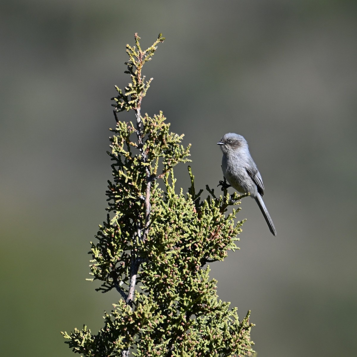 Bushtit (Interior) - Ronnie Reed