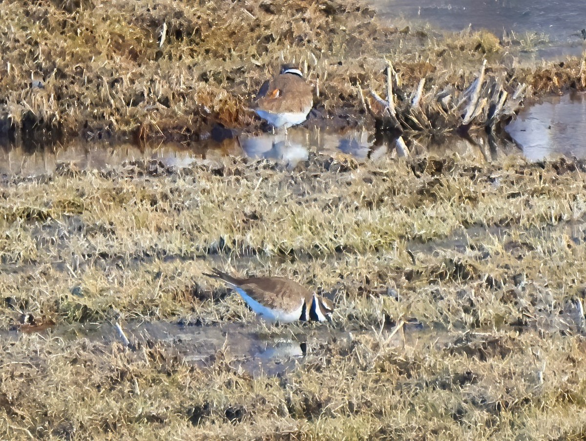 Killdeer - Eric Patry