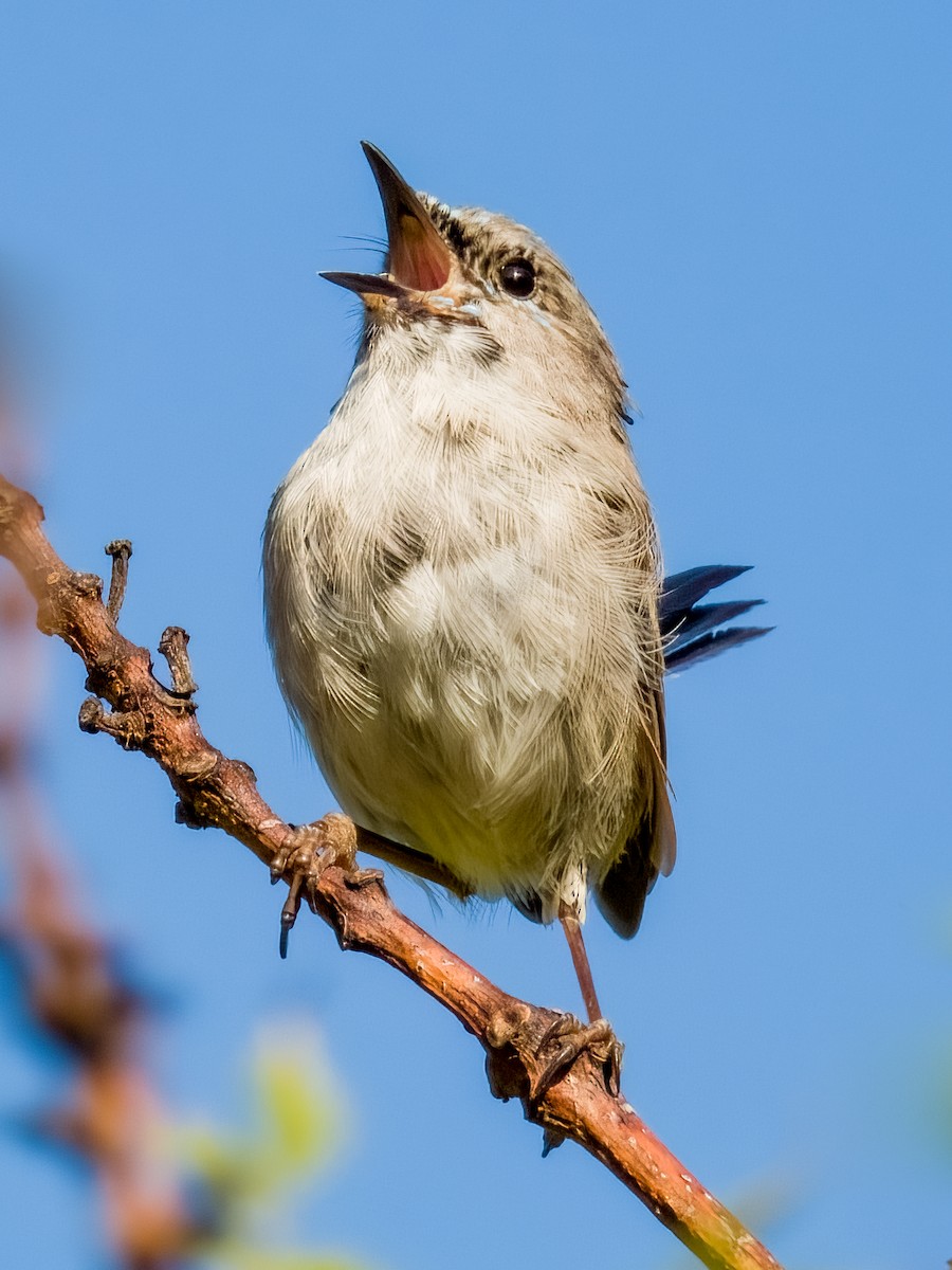 Superb Fairywren - ML616695645