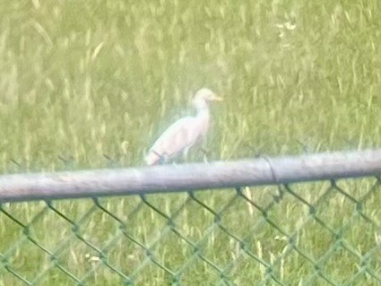 Western Cattle-Egret - ML616695658