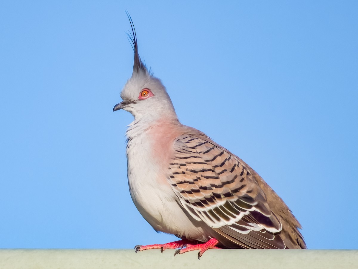 Crested Pigeon - ML616695659