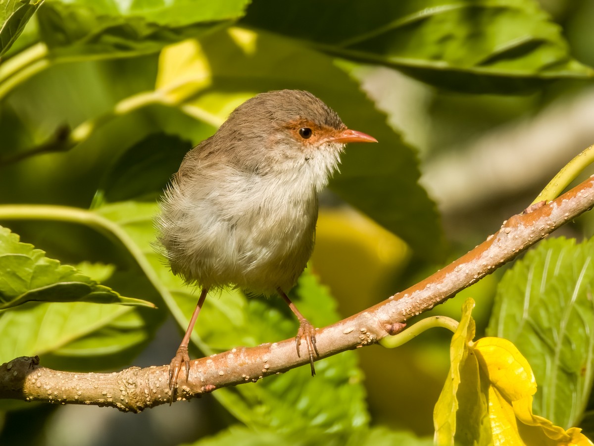 Superb Fairywren - ML616695661