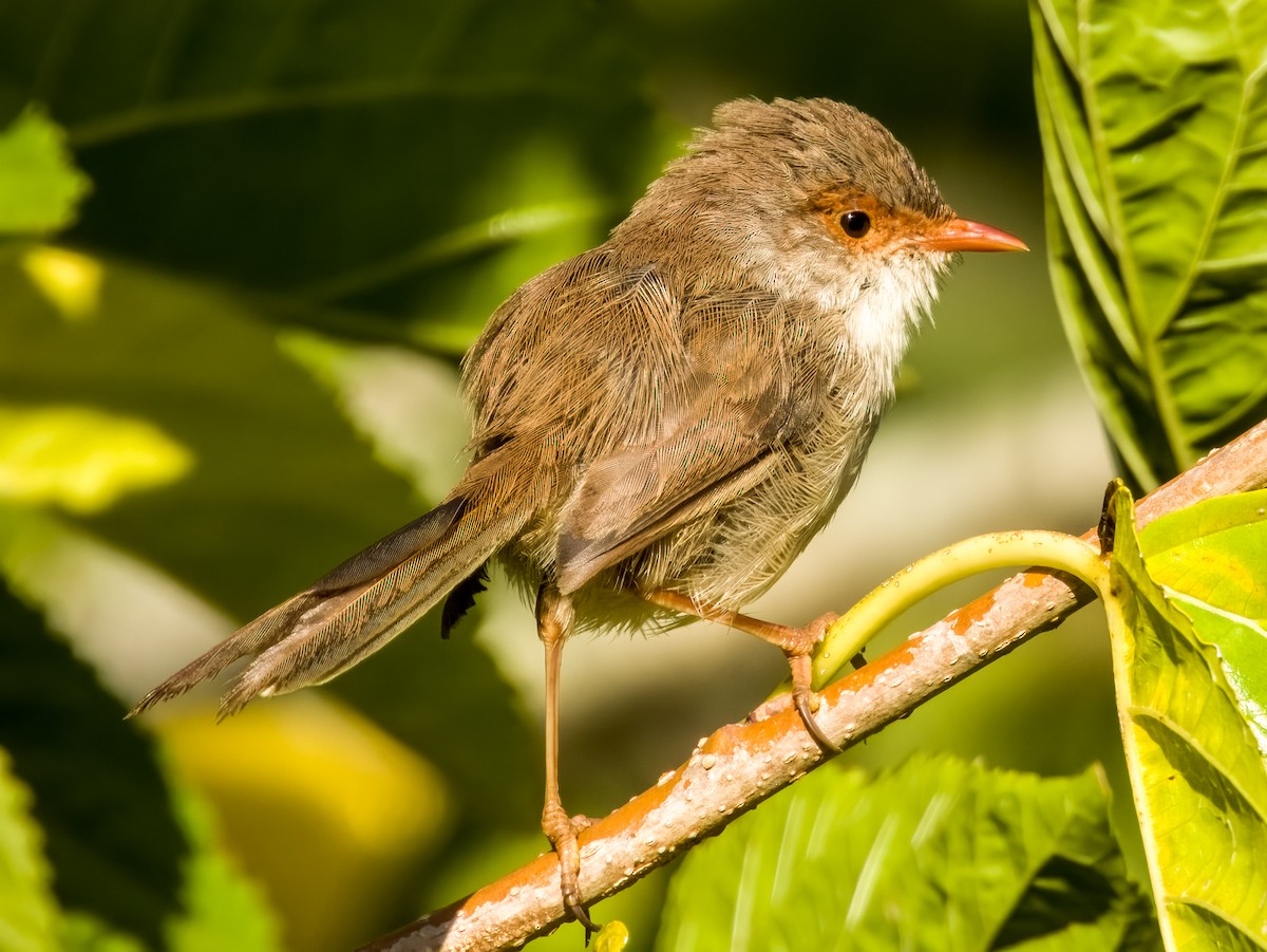 Superb Fairywren - ML616695665