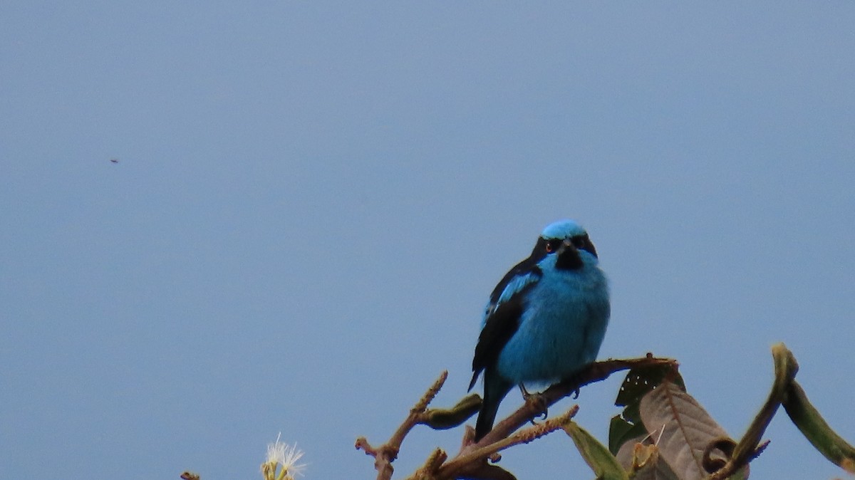 Turquoise Dacnis - ML616695667