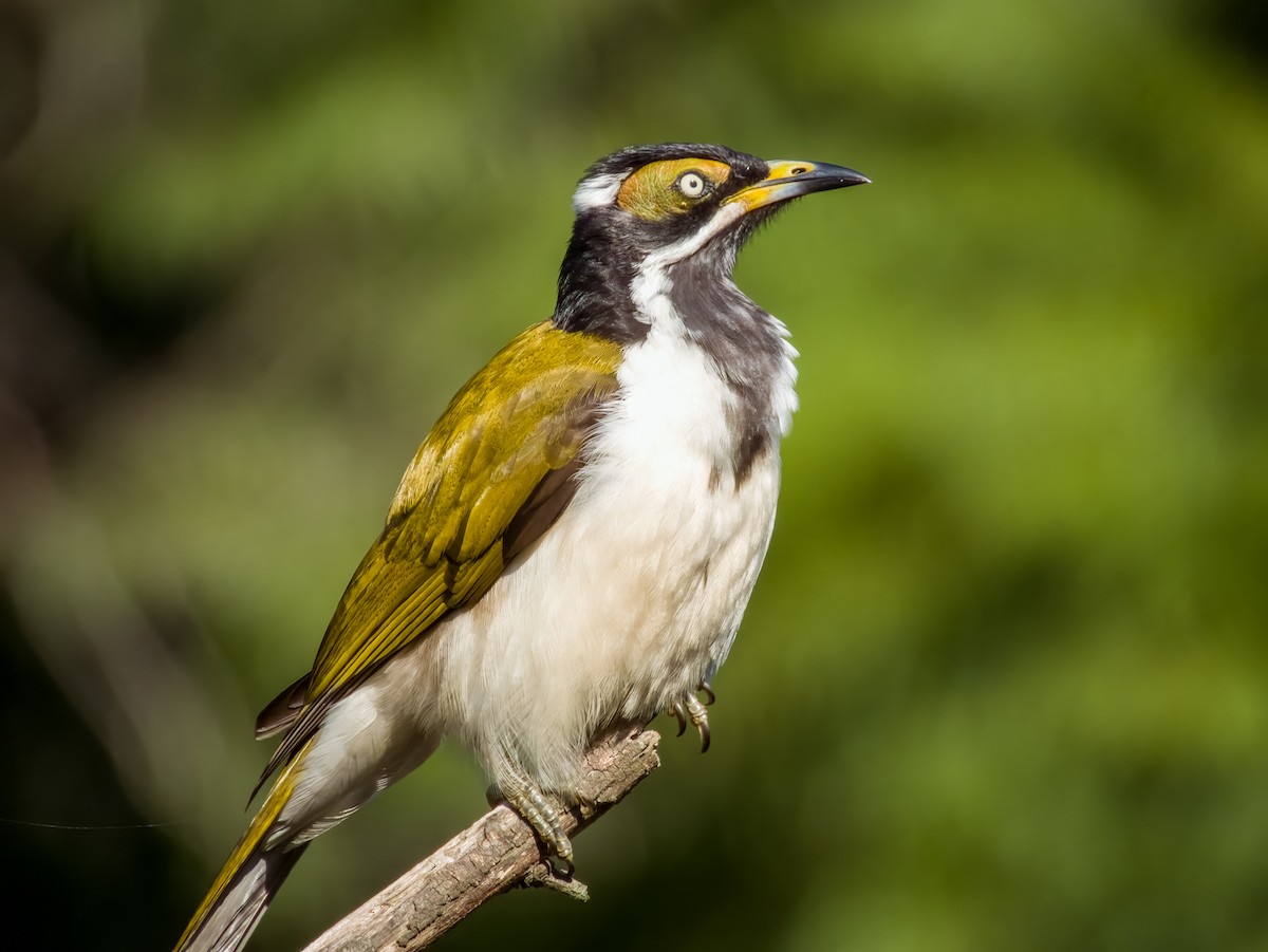 Blue-faced Honeyeater - ML616695668