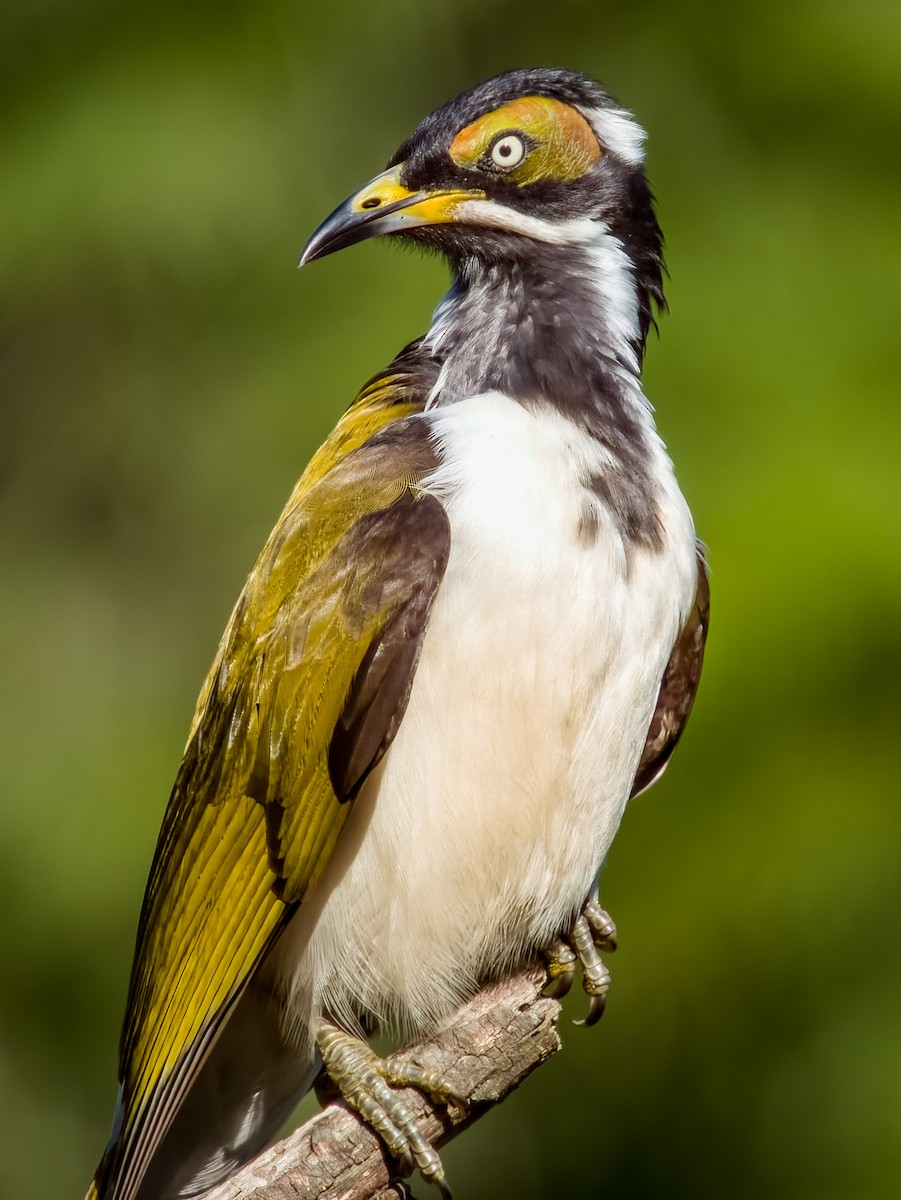 Blue-faced Honeyeater - ML616695670