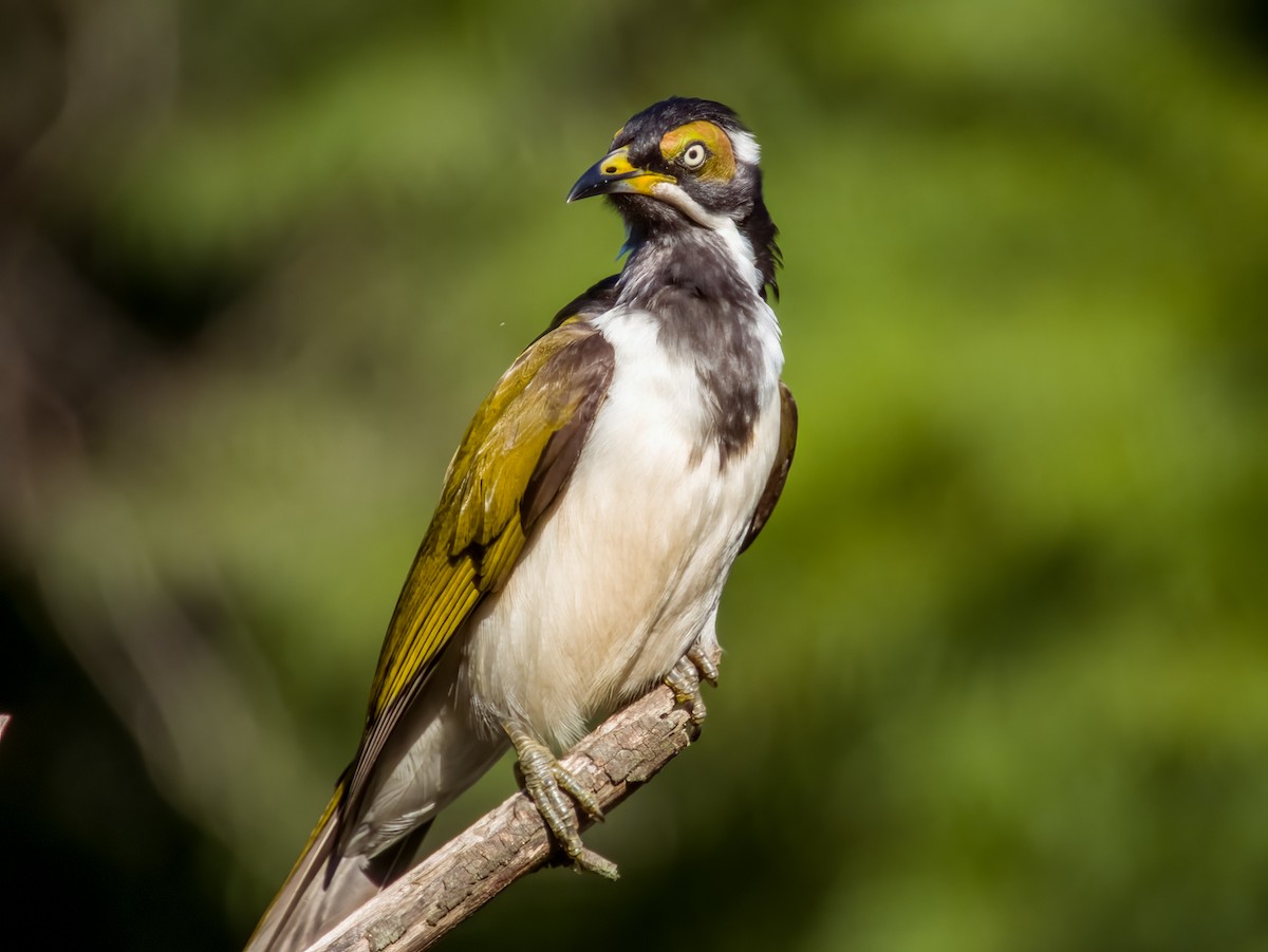 Blue-faced Honeyeater - ML616695675