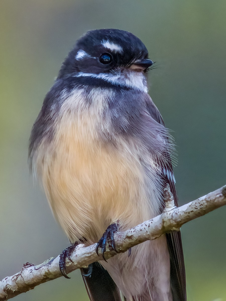 Gray Fantail - ML616695694