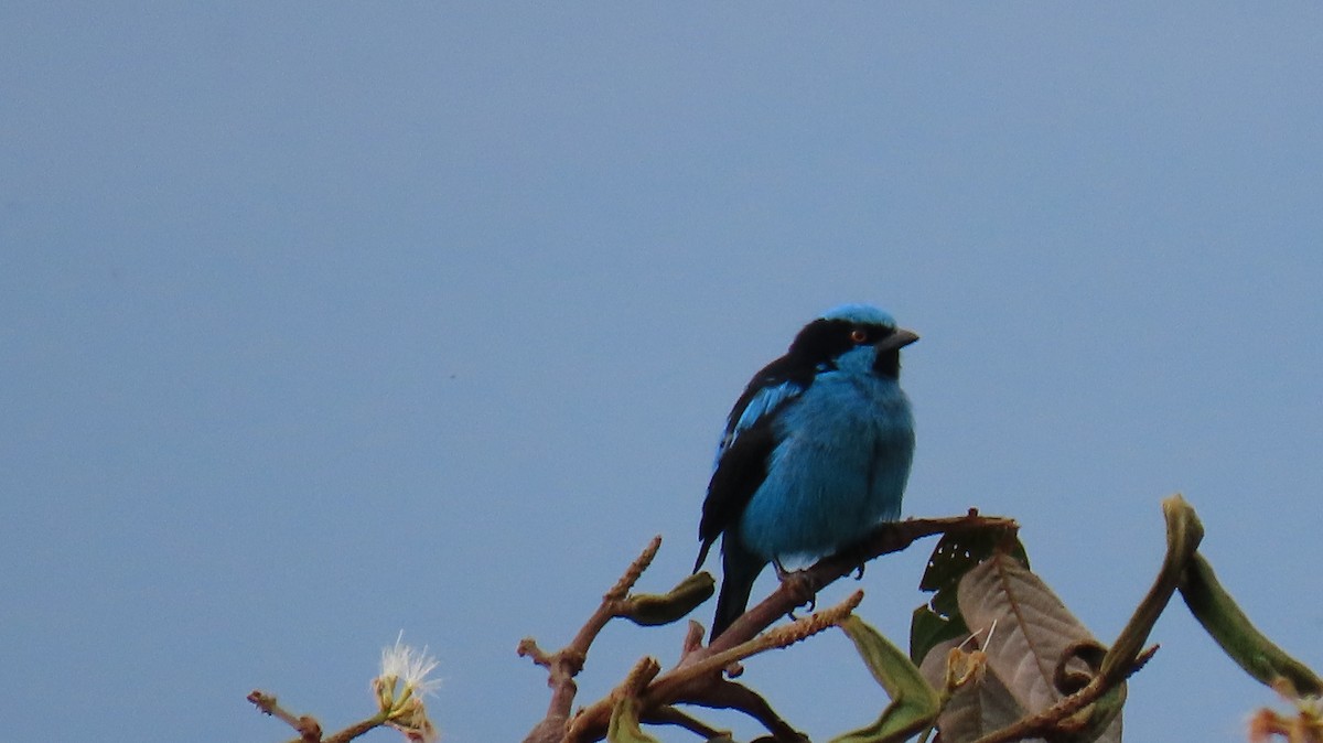 Turquoise Dacnis - ML616695699