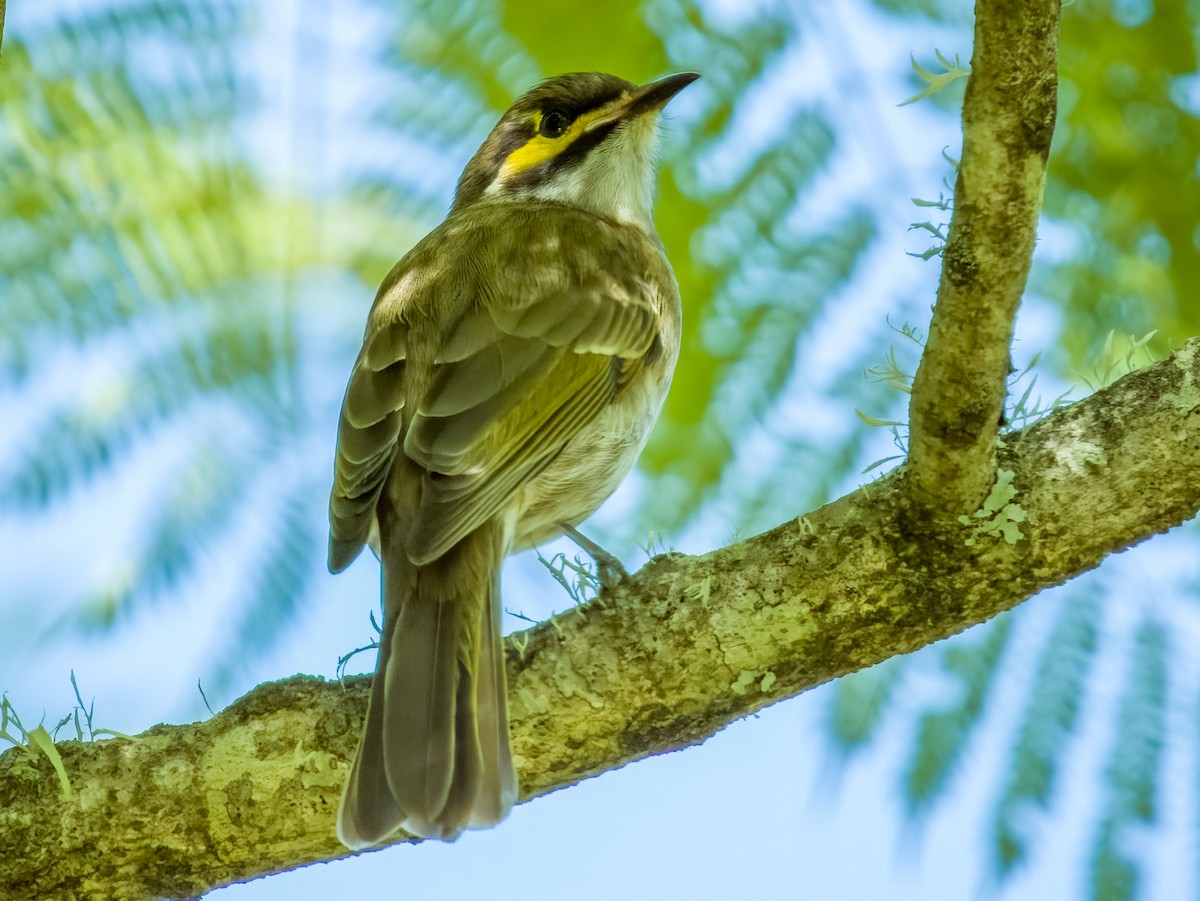 Yellow-faced Honeyeater - ML616695700