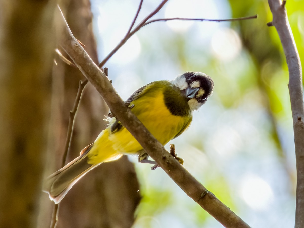 Eastern Shrike-tit - ML616695704