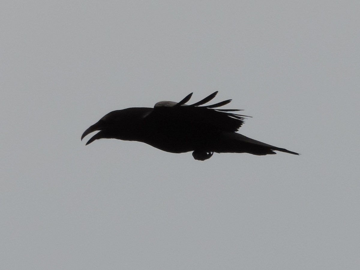 Common Raven - ML616695775