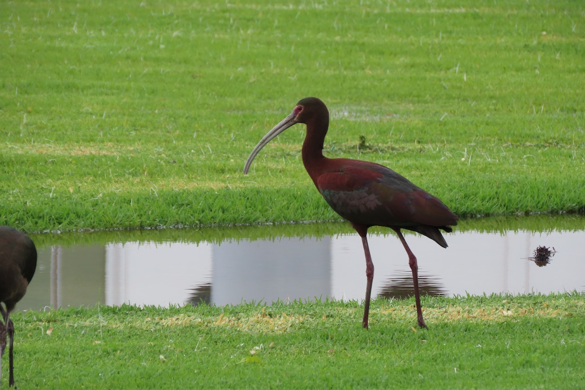 Ibis à face blanche - ML616695793