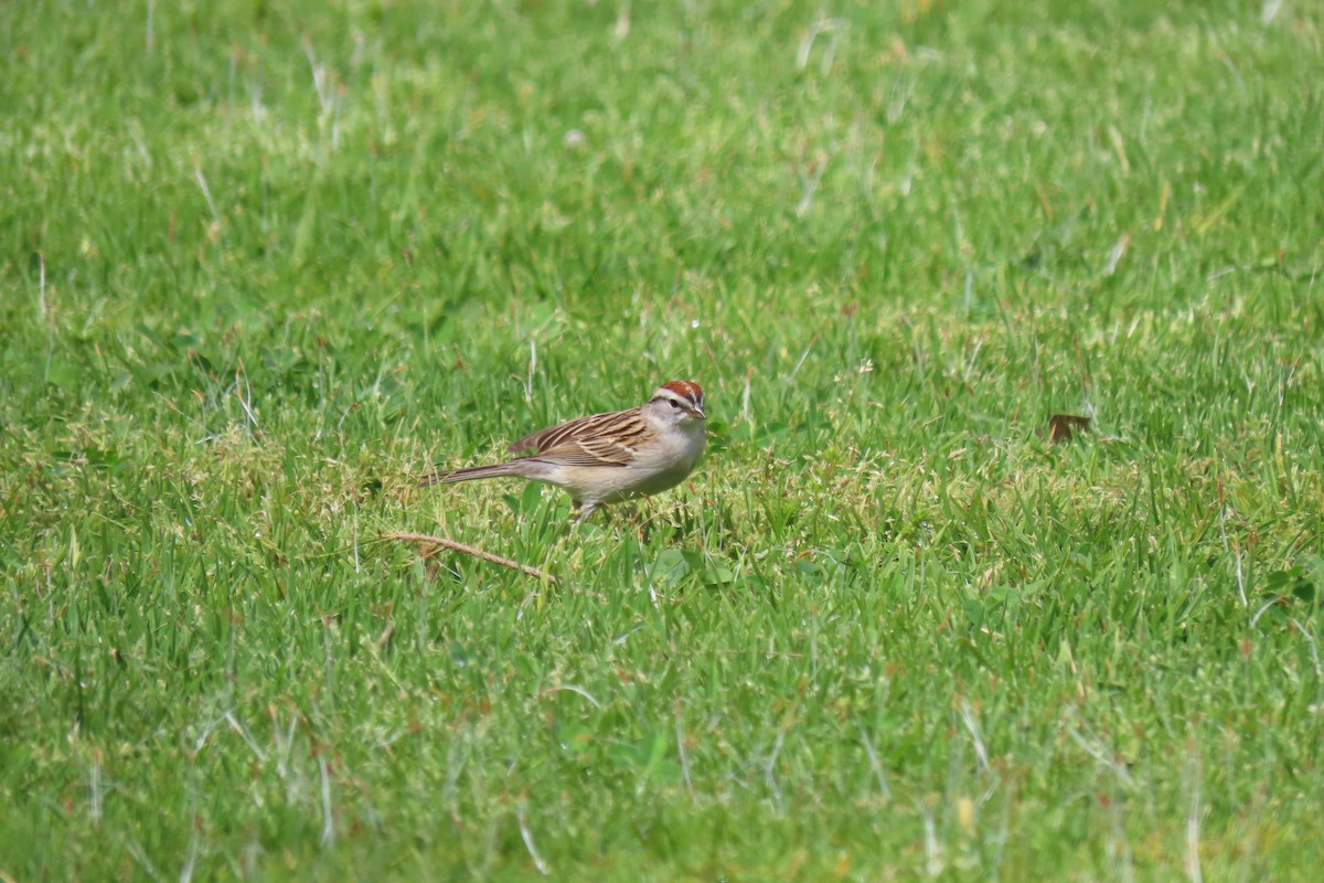 Chipping Sparrow - ML616695797