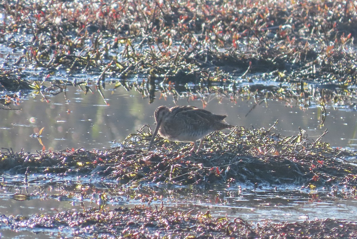 Wilson's Snipe - ML616695808