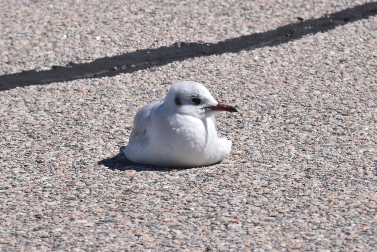 Mouette rieuse - ML616695817