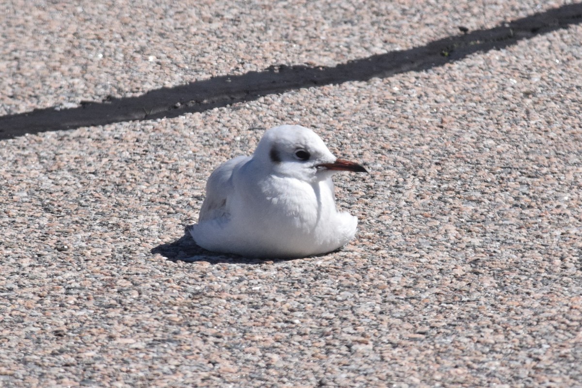 Black-headed Gull - ML616695817