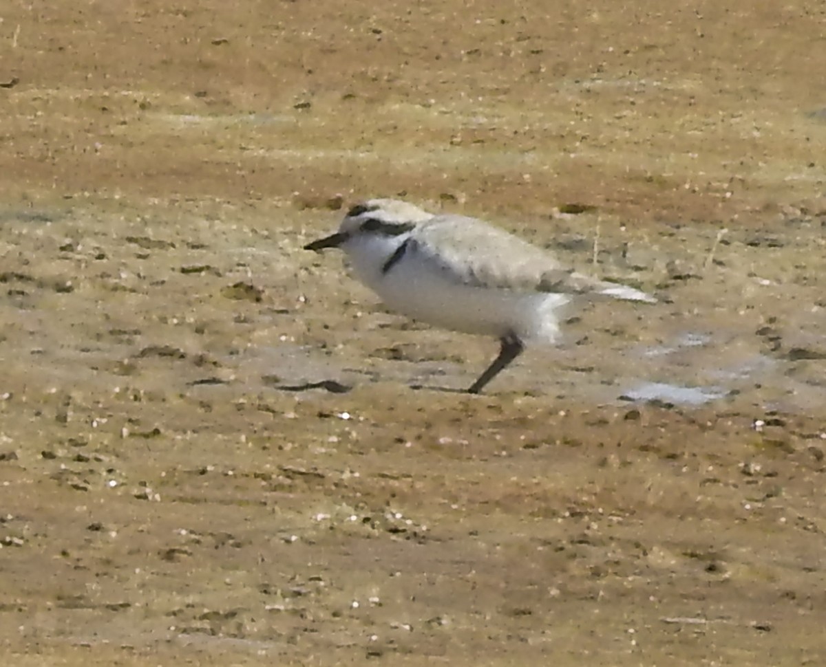 Snowy Plover - ML616695823