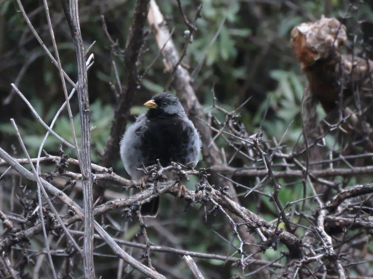 Mourning Sierra Finch - ML616695874