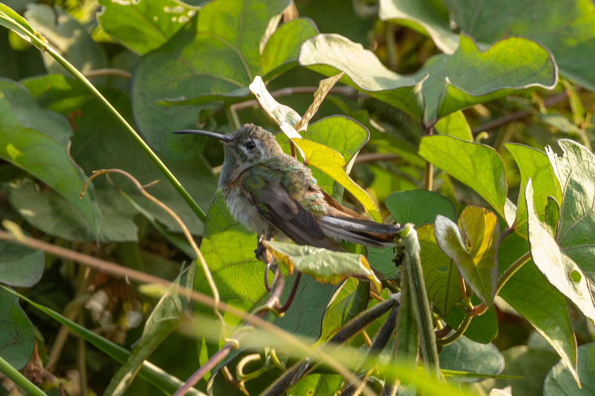 Colibrí Guainumbí - ML616695887