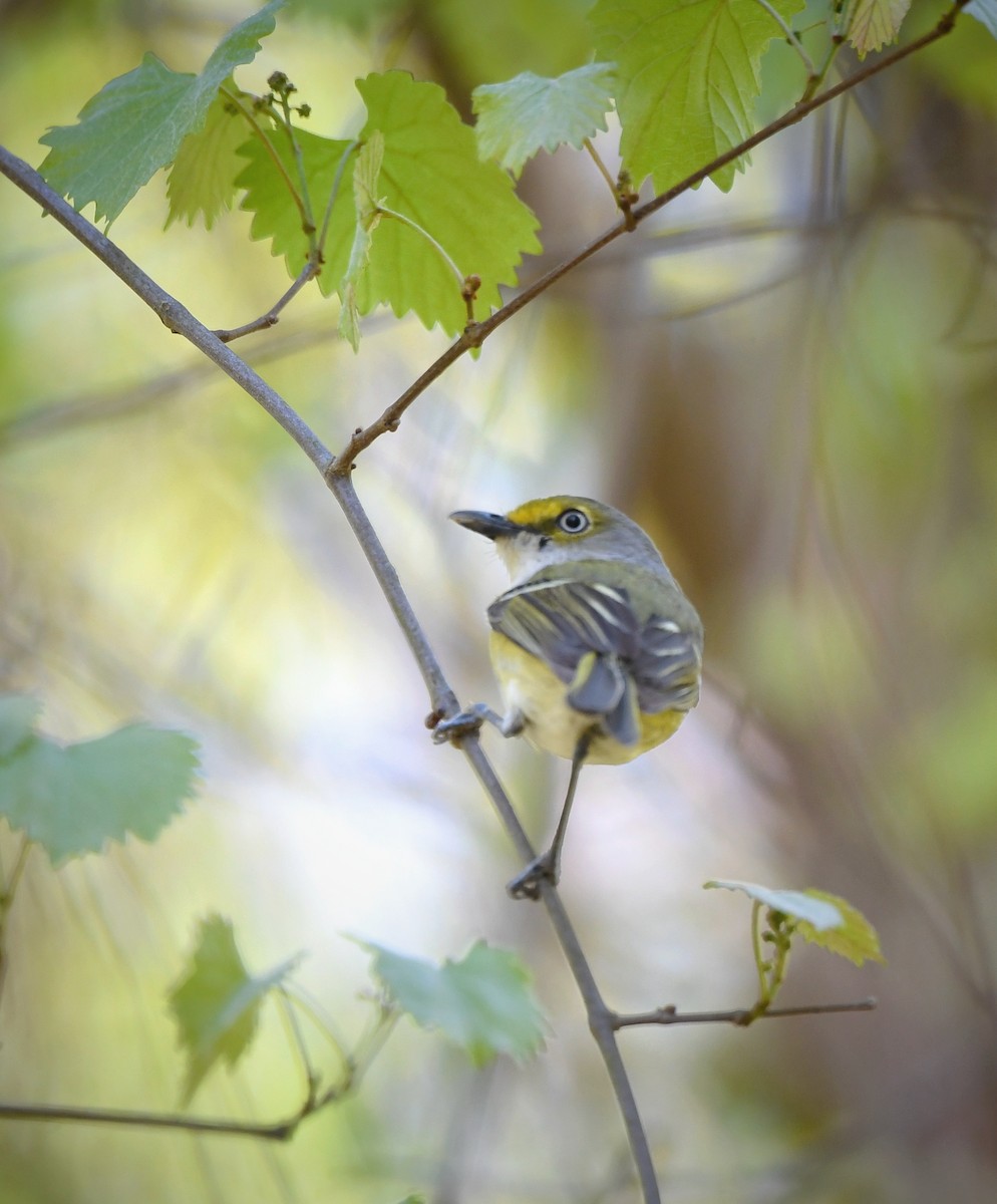 Vireo Ojiblanco - ML616695920