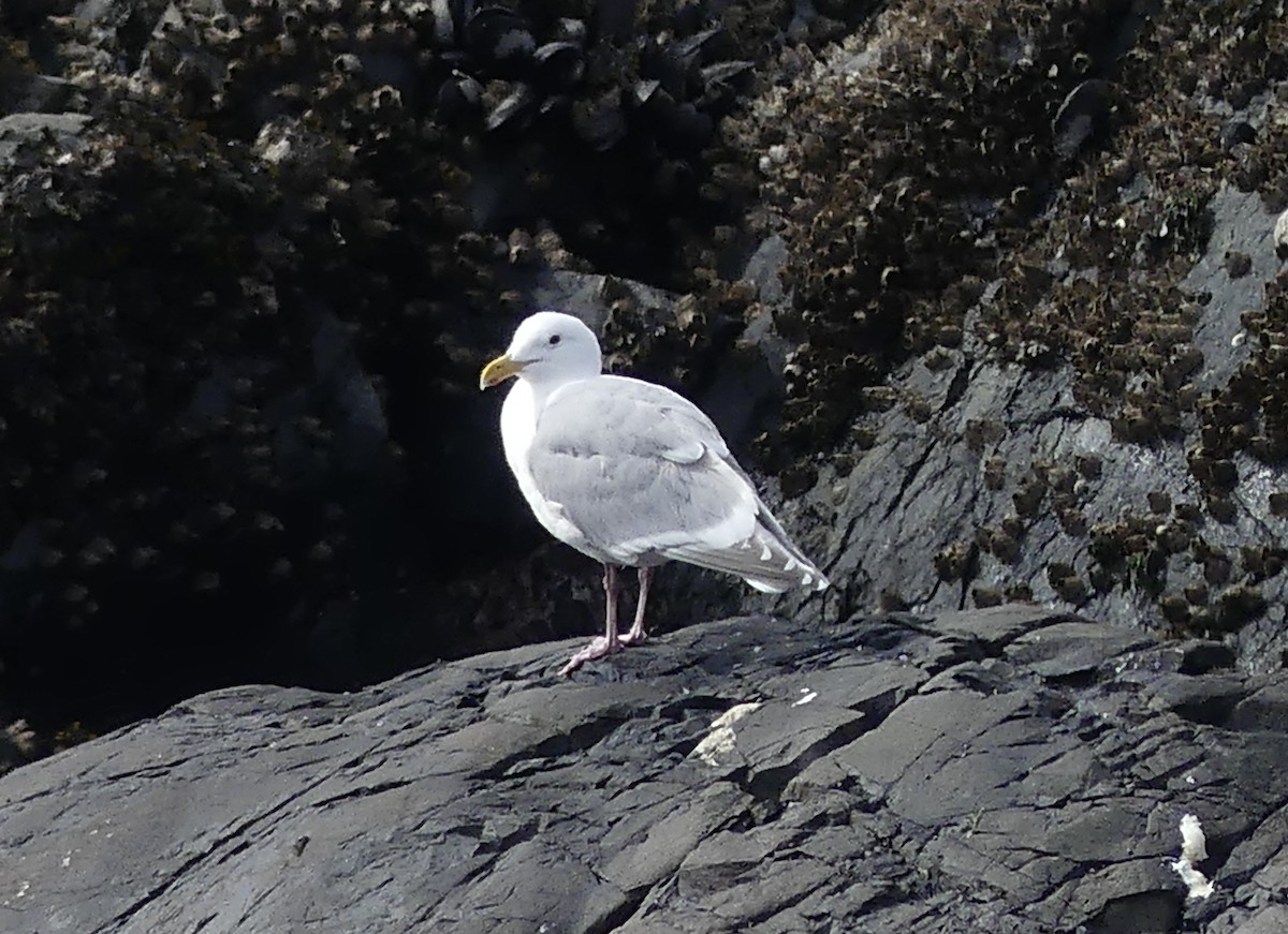 Goéland d'Audubon ou G. à ailes grises - ML616695929