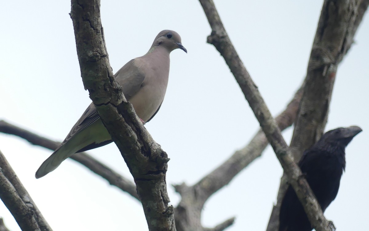 Eared Dove - ML616695940