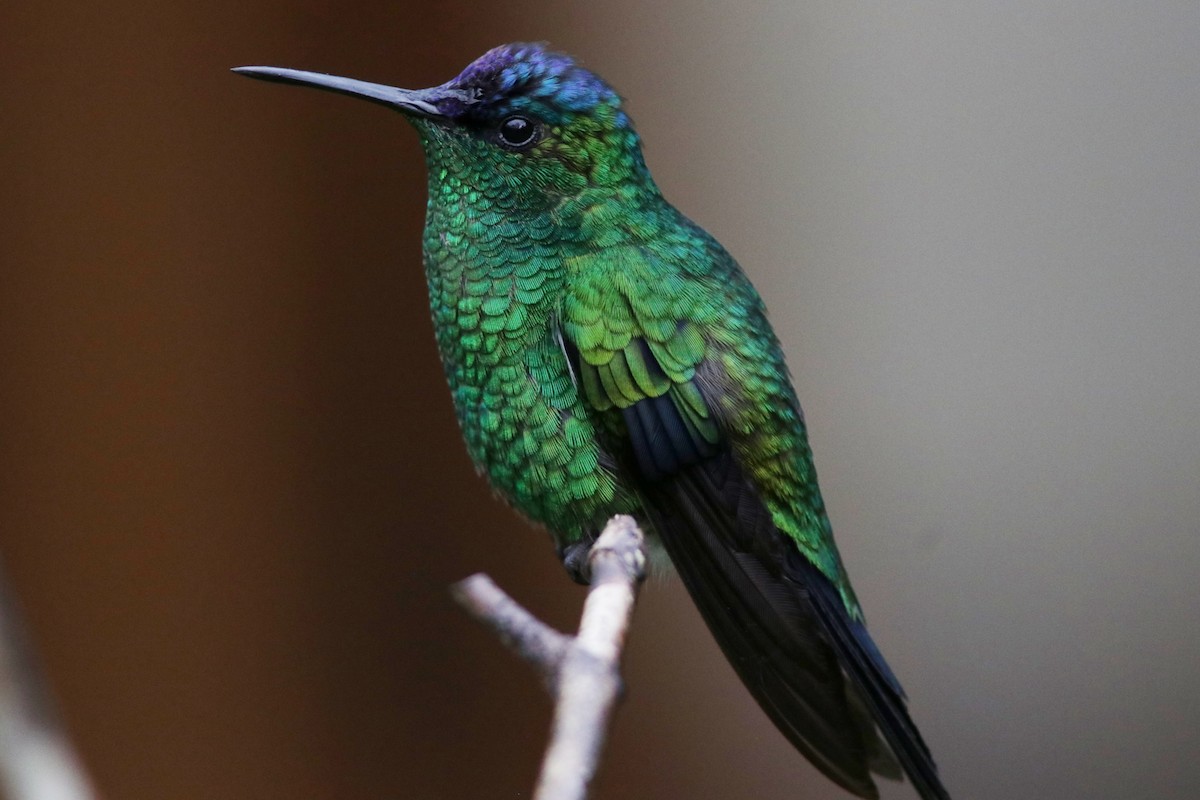 kolibřík fialovotemenný - ML616695968