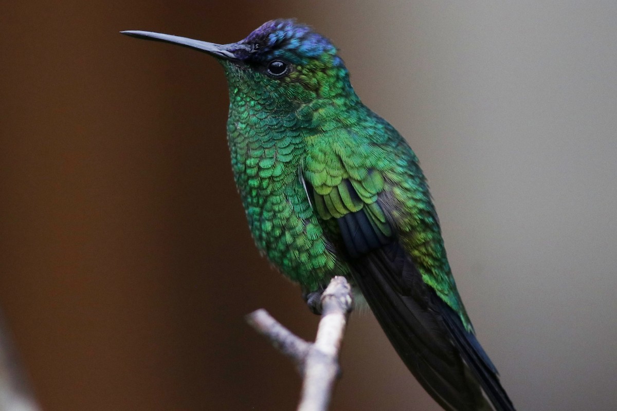 kolibřík fialovotemenný - ML616695969