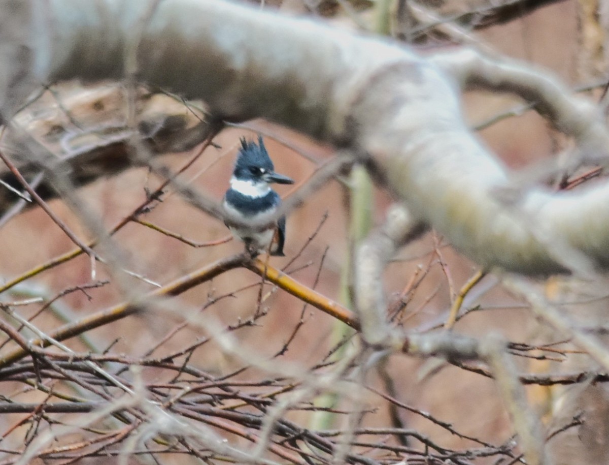 Belted Kingfisher - Robert Lange