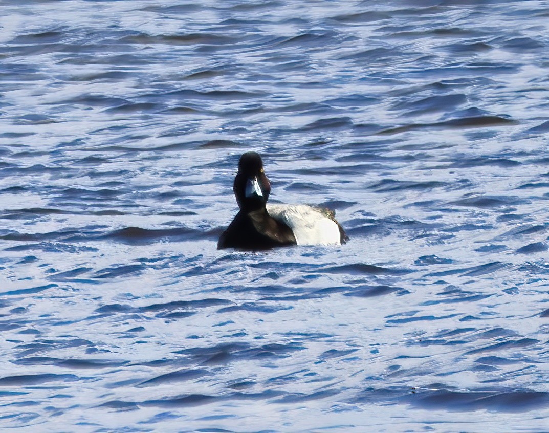Greater Scaup - ML616695979