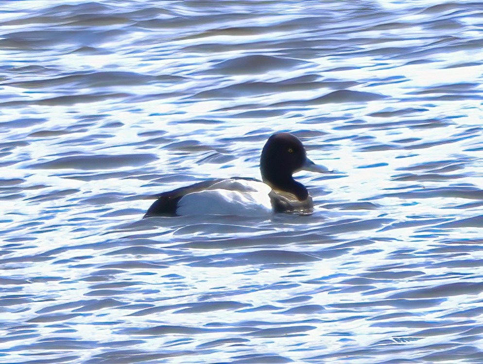 Greater Scaup - ML616696001