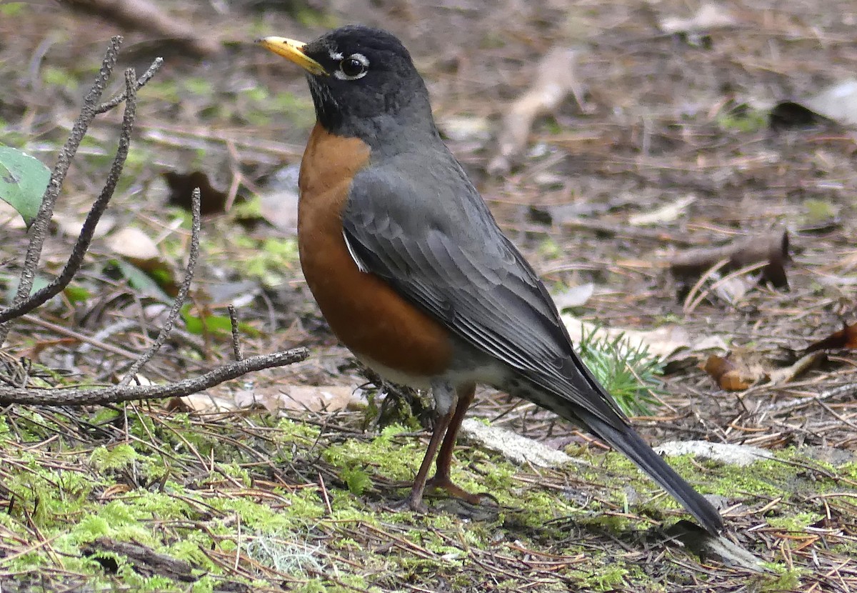 American Robin - ML616696002