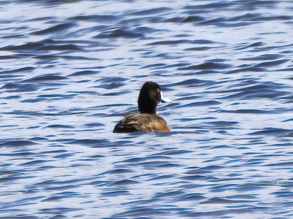 Greater Scaup - ML616696009